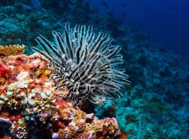 Amazing Caribbean Underwater Photoshoot